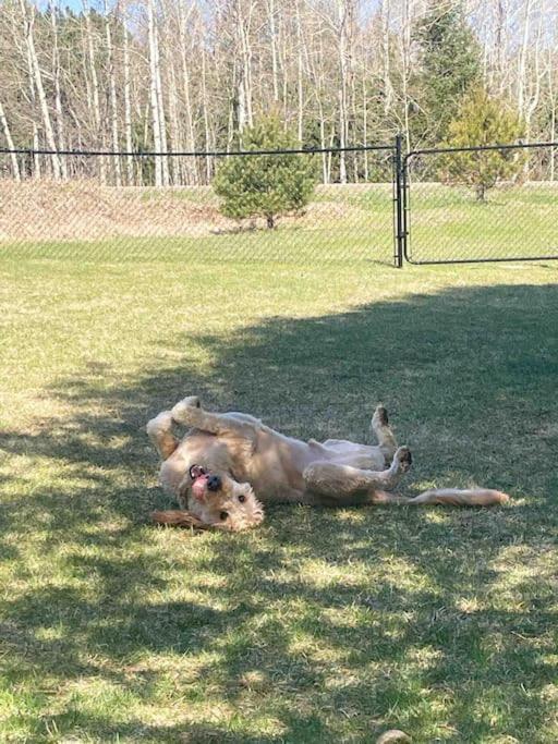 Private Cottage With Huge Private Dog Park! Barrys Bay Екстериор снимка