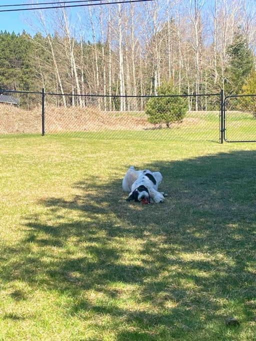 Private Cottage With Huge Private Dog Park! Barrys Bay Екстериор снимка